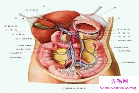 人体对于一些人来说是很神秘的 大家了不了解人体构造图呢