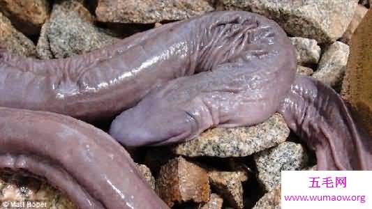象拔蚌，女人看了会脸红的生物盘点