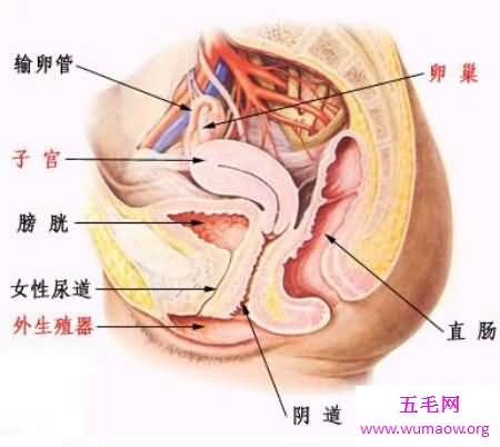 女人生殖器是小孩出生的重要器官哦