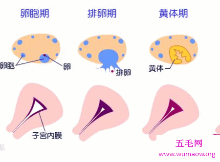 人体最大的细胞惊天大秘密身体可不能少了他