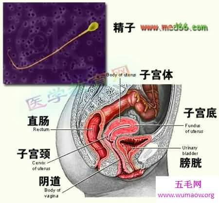 女人生殖器是小孩出生的重要器官哦