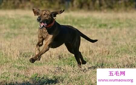 你所知道的猎犬有多少 跟着我一起来给猎犬排名吧