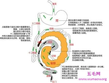 消化系统的组成在初中就学了 至今记忆犹新吧