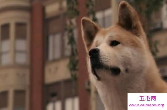 忠犬八公是什么狗，日本秋田犬(八公真实故事)