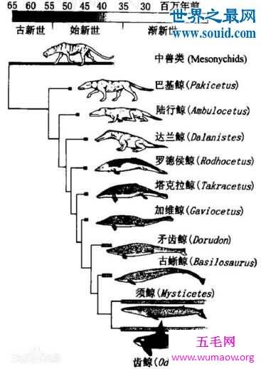 鲸鱼的祖先巴基鲸古蜥鲸，更像一只远古大老鼠