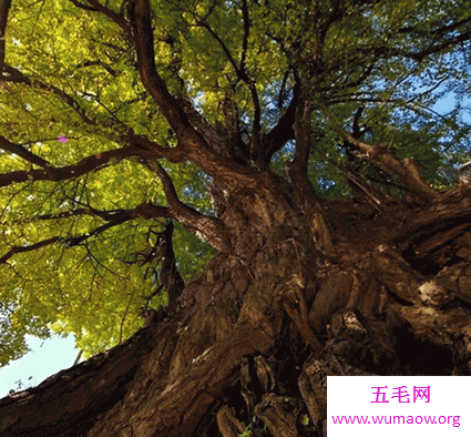  不管植物动物还是人 都要在生存中做到根深蒂固