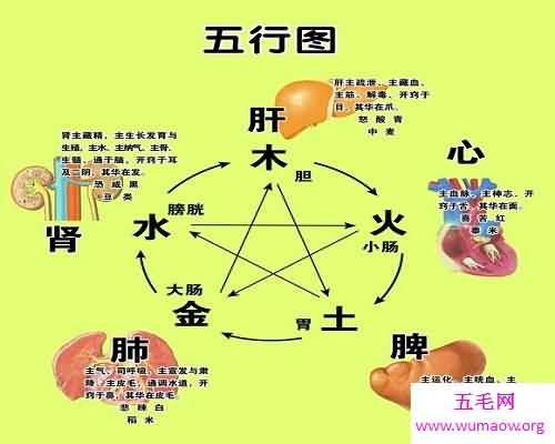 五行论五脏——五脏六腑，最牛的身体体器官概括！