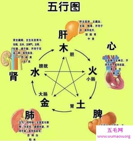 五脏六腑图你知道它们的具体位置么你认识么