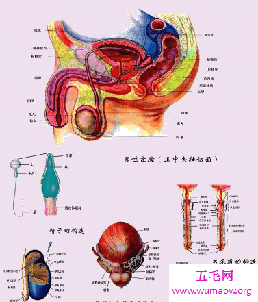 男人生殖器男人应该如何保护好自己的宝贝