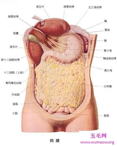 人体构造图解介绍 美国发现人体新型DNA