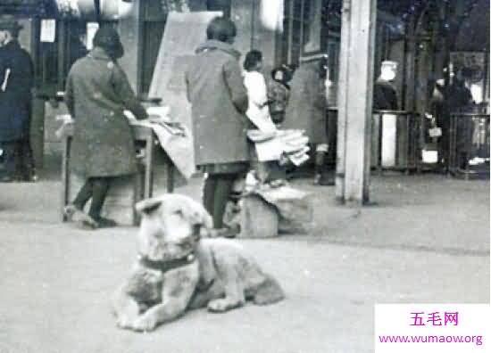 忠犬八公是什么狗，日本秋田犬(八公真实故事)