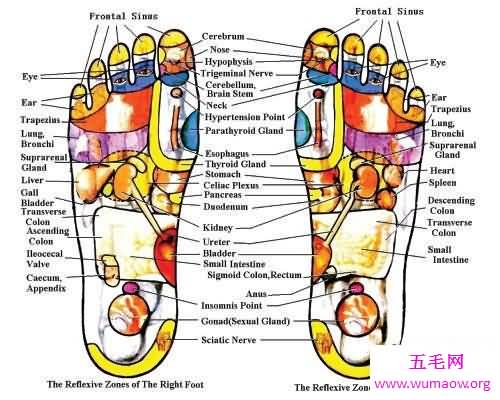 读万里书不如行万里路一起来探索脚底的秘密