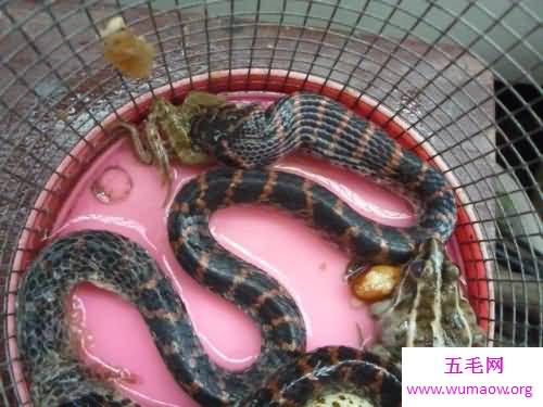 你知道什么样的才是赤链蛇吗它有什么作用呢