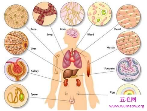 五脏六腑图你知道它们的具体位置么你认识么