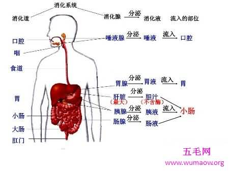 消化系统的组成在初中就学了 至今记忆犹新吧