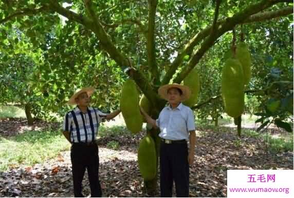 真实的菠萝树图片，菠萝原来是这样长出来的(在地上)