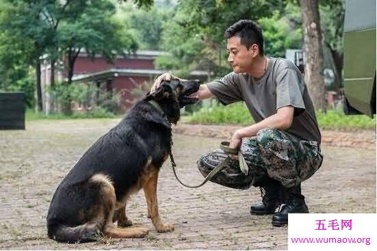 神犬奇兵中的幽灵犬真的存在，就是昆明狼犬(复仇者)