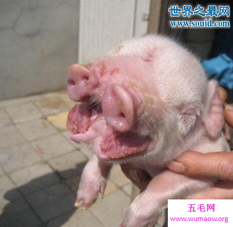 云南母猪生下8个小孩，人猪杂交根本不可能