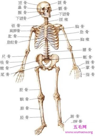 人体构造图解介绍 美国发现人体新型DNA