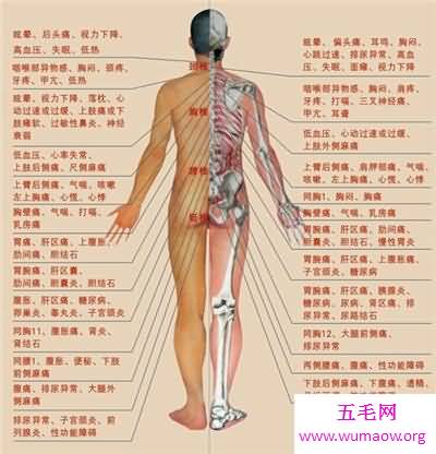 人体构造图解介绍 美国发现人体新型DNA