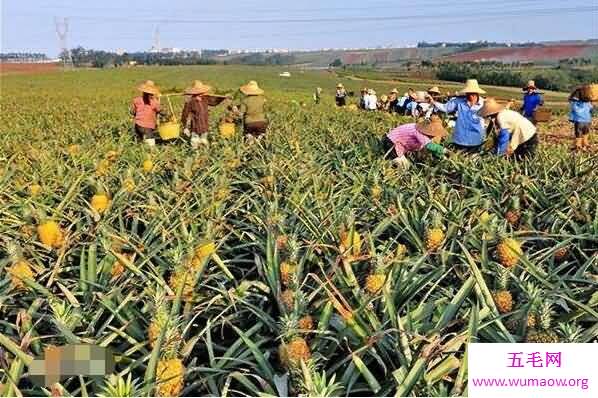 真实的菠萝树图片，菠萝原来是这样长出来的(在地上)