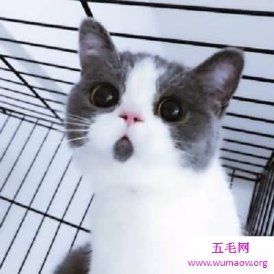 走红网络的惊讶猫你知道吗你喜欢它吗