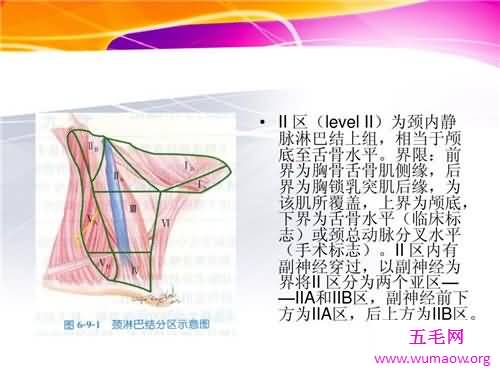 颈部淋巴结分区介绍 淋巴结肿大的原因介绍