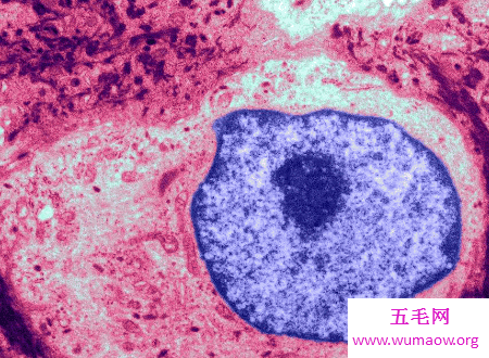人体最大的细胞惊天大秘密身体可不能少了他
