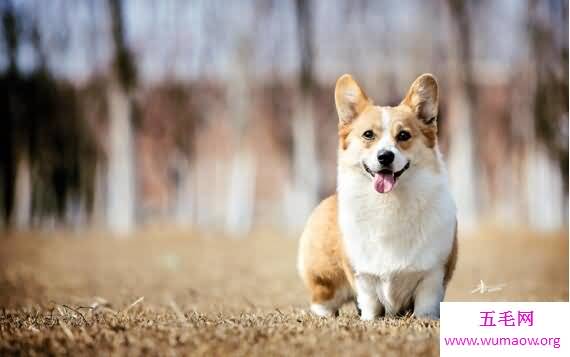 超级可爱的短腿柯基犬图片，有着小孩的外表大人的心