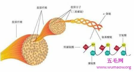 许多喜欢美容预防抗衰老的人都服用芳珂胶原蛋白