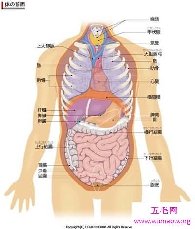 人体器官分布图介绍 五脏六腑的位置都在哪