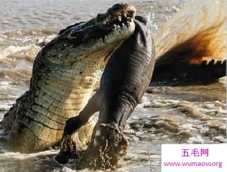 你看过河马吃鳄鱼的情景吗 瞬间知道河马有多强大