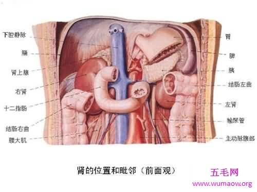 人体器官分布图介绍 五脏六腑的位置都在哪