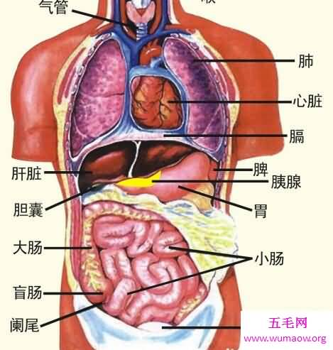 五脏六腑图你知道它们的具体位置么你认识么