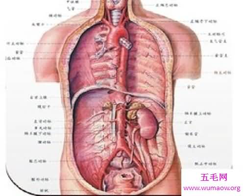 五行论五脏——五脏六腑，最牛的身体体器官概括！