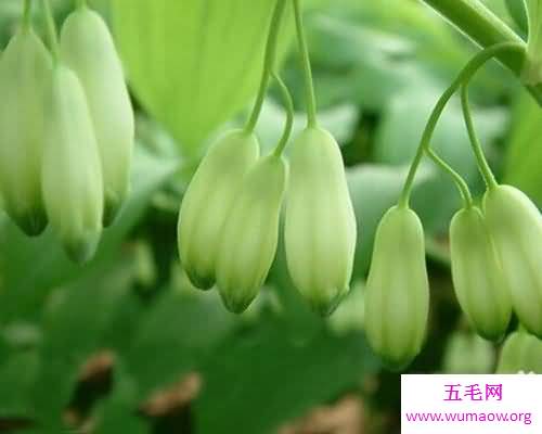 玉竹的功效与作用你知道吗?