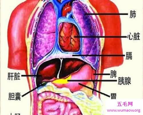 五行论五脏——五脏六腑，最牛的身体体器官概括！