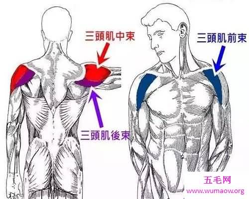 一块能够让自己显得很威猛的器官——三角肌