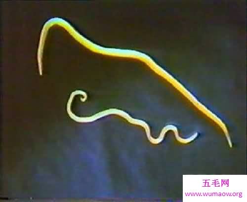 引发儿童病发率较高的一种寄生虫病蛔虫