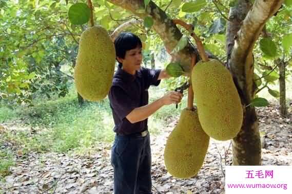 真实的菠萝树图片，菠萝原来是这样长出来的(在地上)