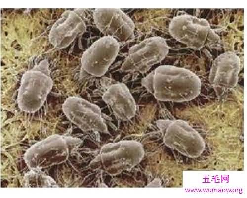 如果家里有褥虫怎么办？