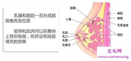 乳房下垂的预防方法介绍 女生穿胸罩的作用