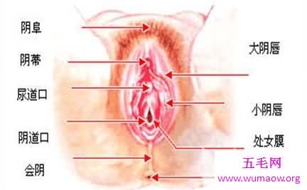 最真实的女人私长处啥样图片，擦下口水禁止幻想