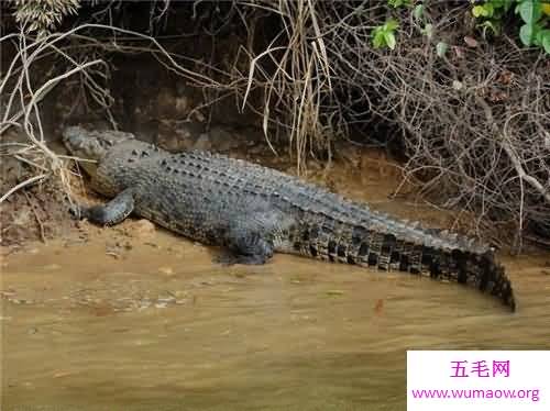 最大的鳄鱼是什么品种 由于人们的厮杀有些已经找不到