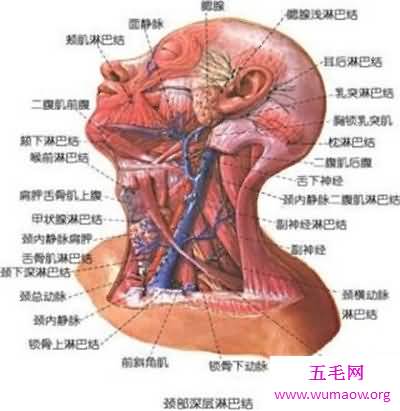 颈部淋巴结分区介绍 淋巴结肿大的原因介绍