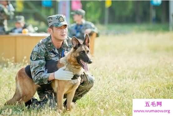 神犬奇兵中的幽灵犬真的存在，就是昆明狼犬(复仇者)