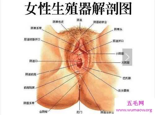 生殖器有什么部分组成 女性生殖器的秘密曝光