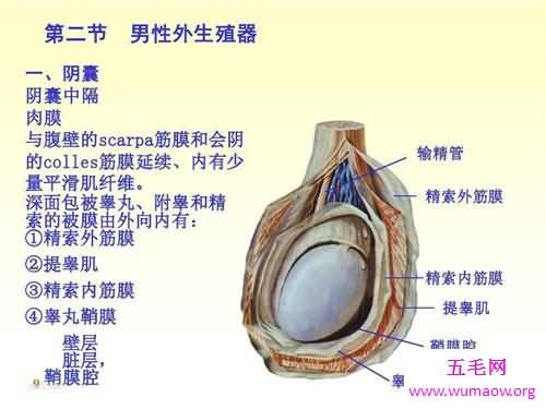 生殖器有什么部分组成 女性生殖器的秘密曝光