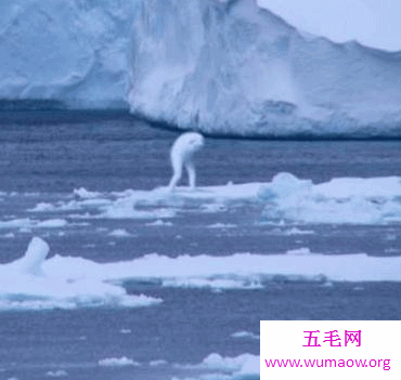 水中的恶魔奥古布古 通过不时的送食物保证人们的安全