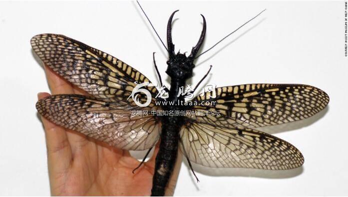 Large enough to cover the face of a human adult, this scary-looking insect is also known among entomologists as an indicator of good water quality.